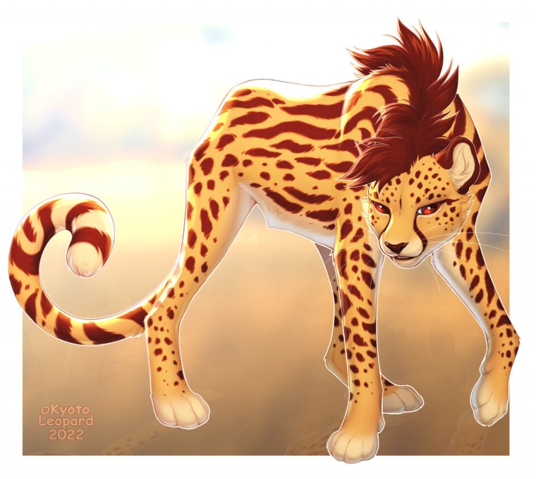 Гепард ферал