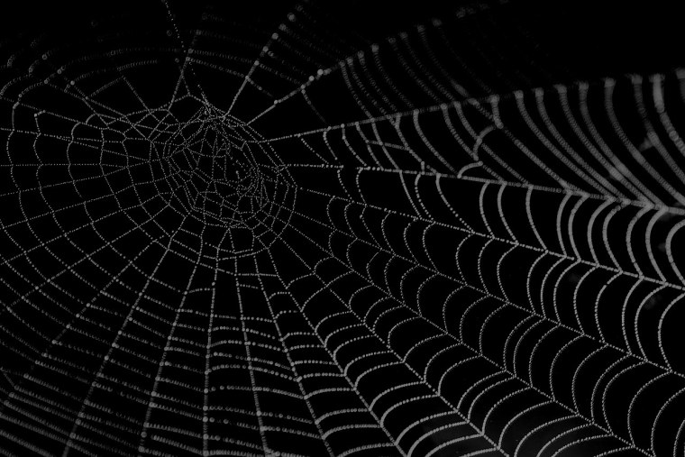 Черная паутина на белом фоне