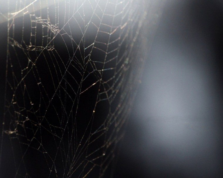 Паутина черная