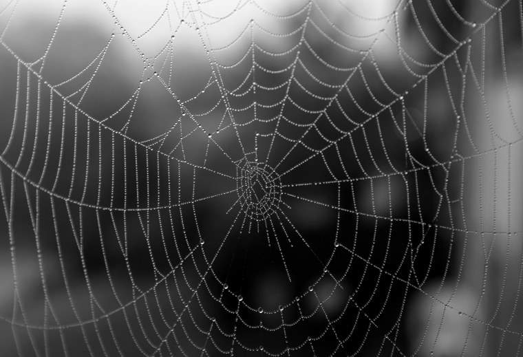 Паутина на черном фоне