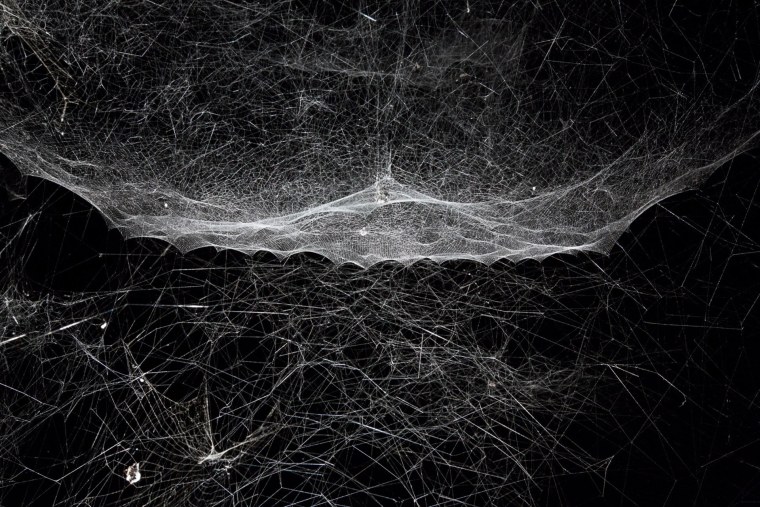Паутина на черном фоне