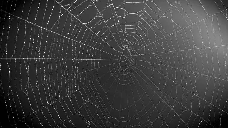 Паутина текстура