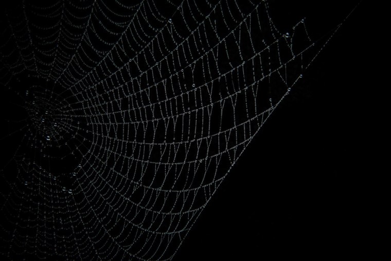 Паутина черная