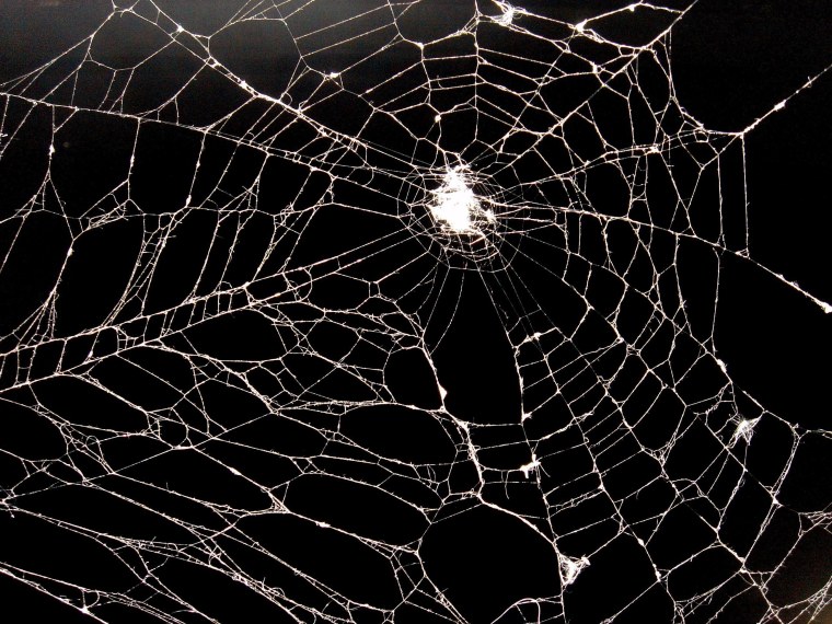 Паутина паука ледопряда