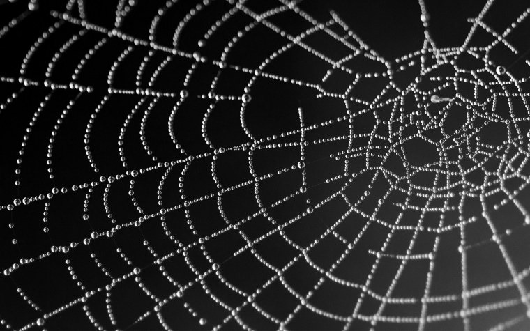 Паутина на черном фоне
