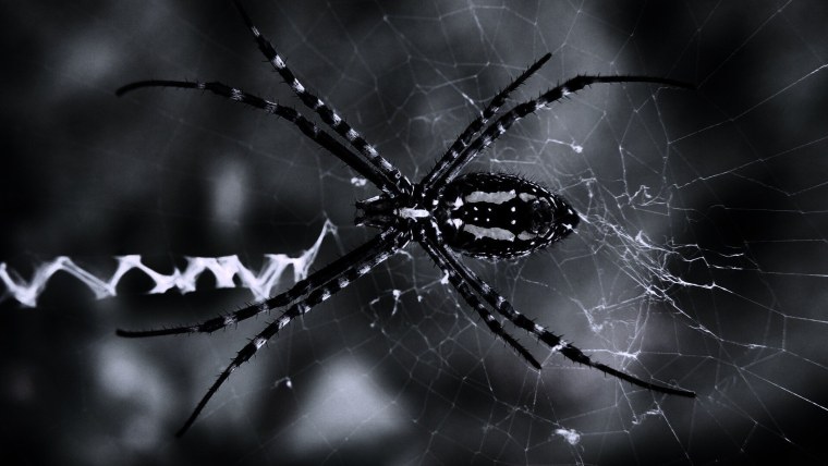 Паутина черная