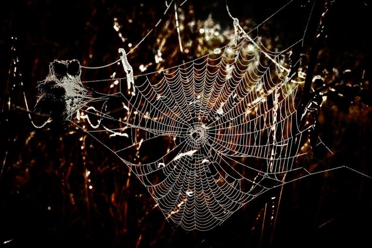 Паутина на черном фоне