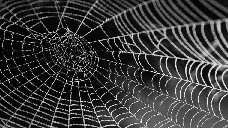 Паутинка черно белая