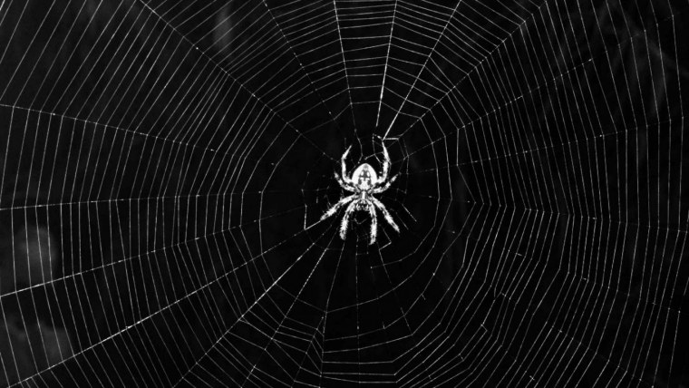 Паутина черная с пауками
