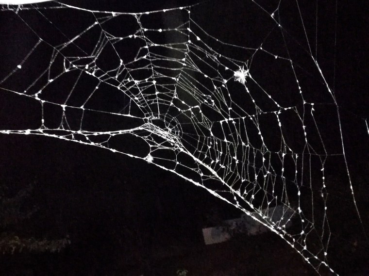 Красивая паутина