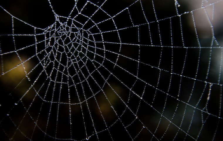 Паутина паука ледопряда