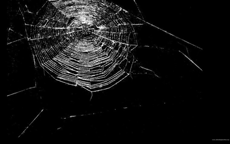 Паутина на черном фоне