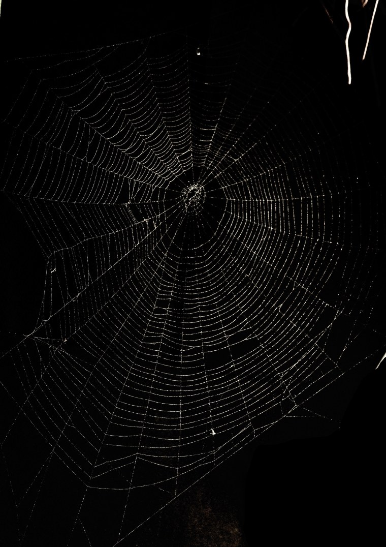 Паутина на черном фоне