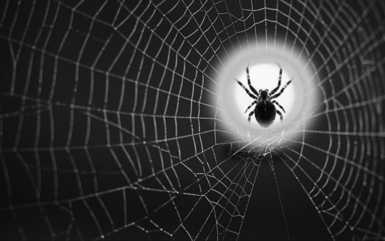 Паук на паутине