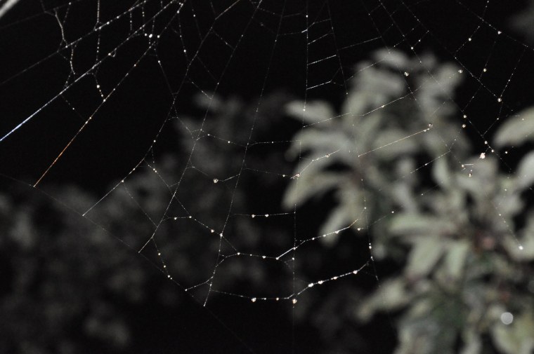 Старая паутина