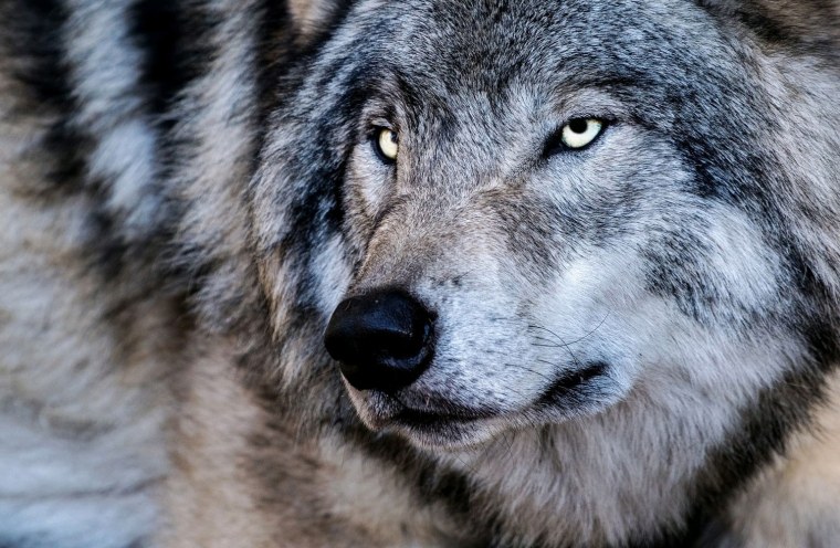 Злой взгляд волка