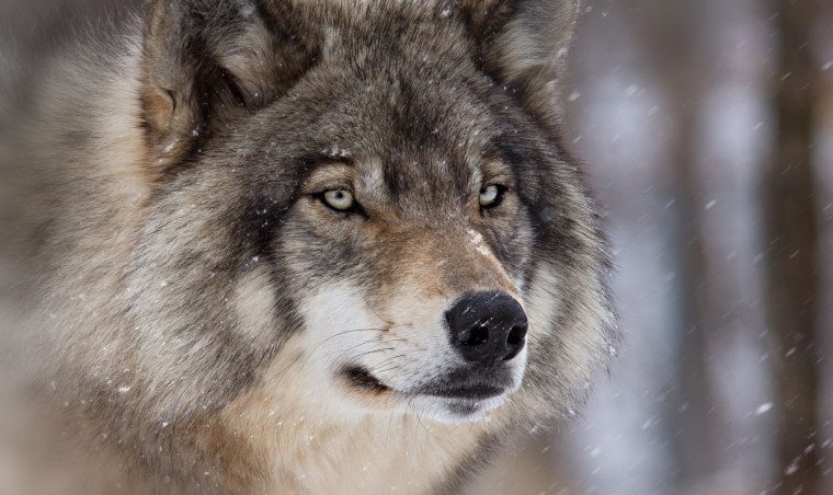 Волк морда крупно