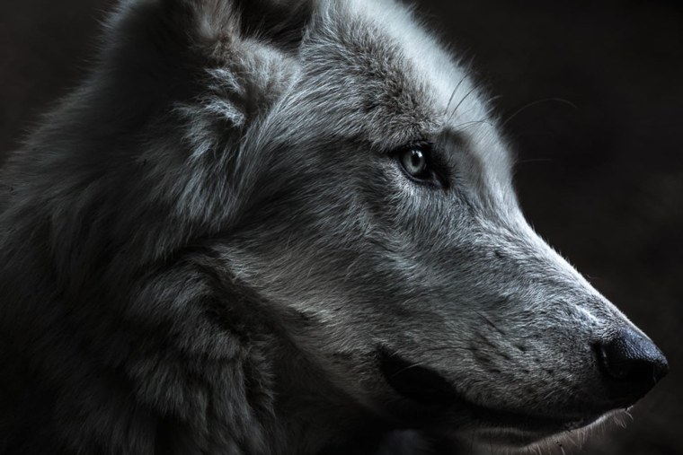 Одинокие волки