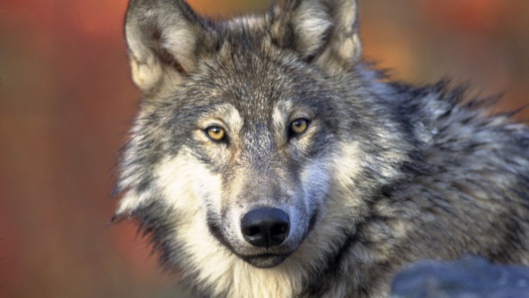 Волк портрет