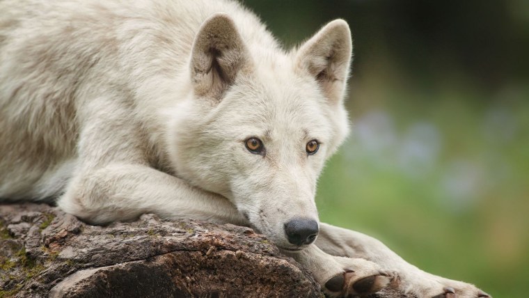 Снежный волк