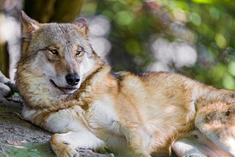 Картинки на рабочий стол волки