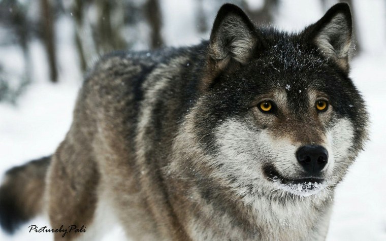 Красивый волк