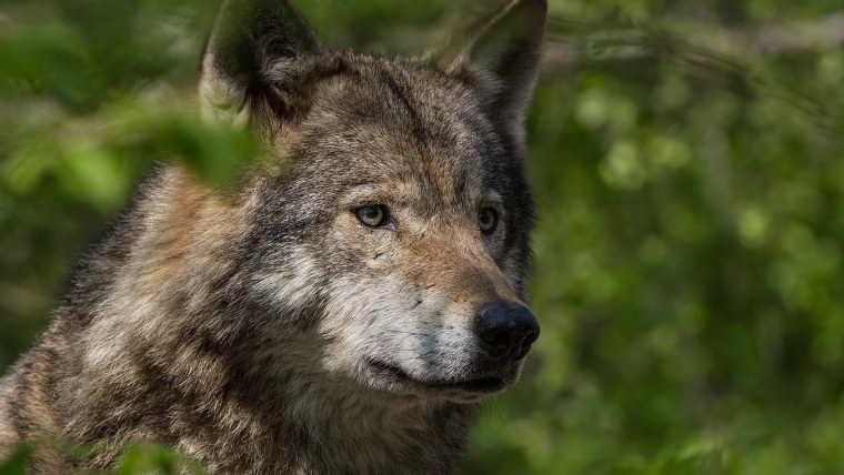 Морда волка