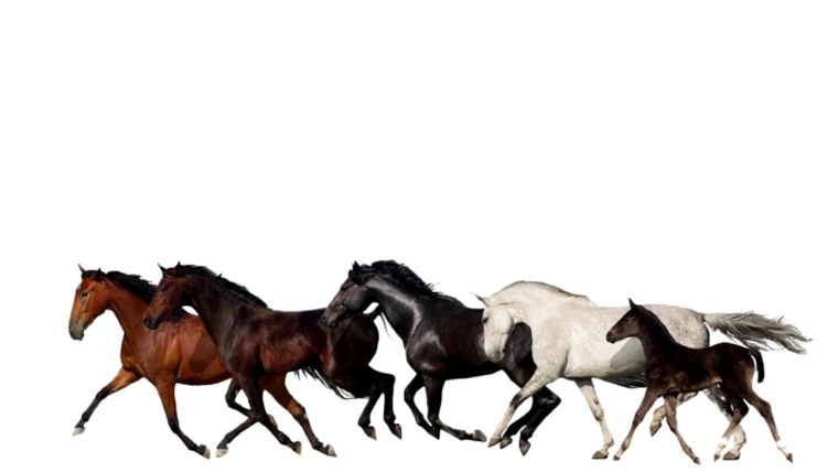Табун лошадей на белом фоне
