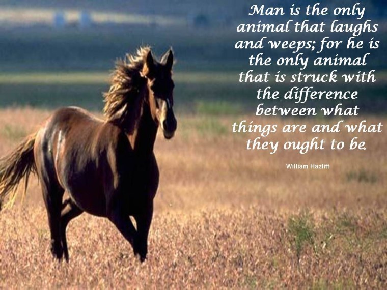 Стихи про лошадей красивые