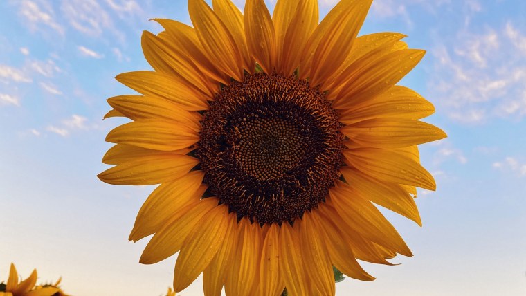 Обои на рабочий стол 1920х1080 Подсолнухи