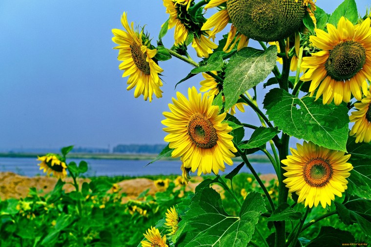 Картинки на рабочий стол Подсолнухи