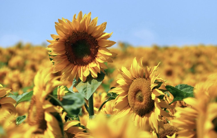 Поле с подсолнухами