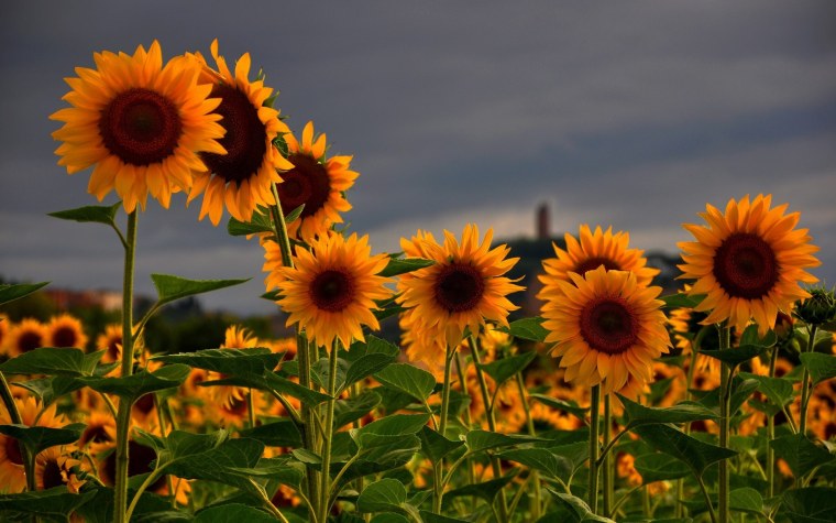 Лето Подсолнухи