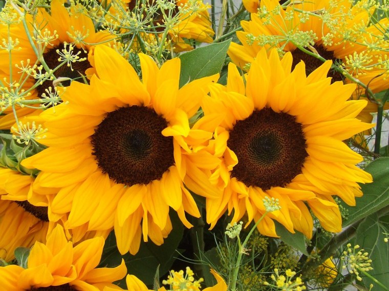 Лето Подсолнухи