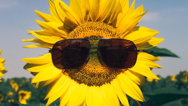 Красивые яркие Подсолнухи