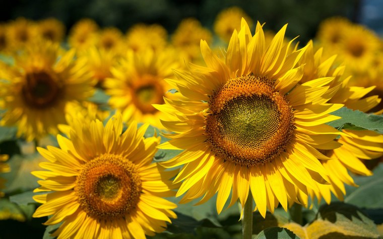 Подсолнечник Sunray Yellow