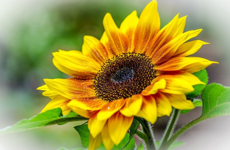 Яркие Подсолнухи