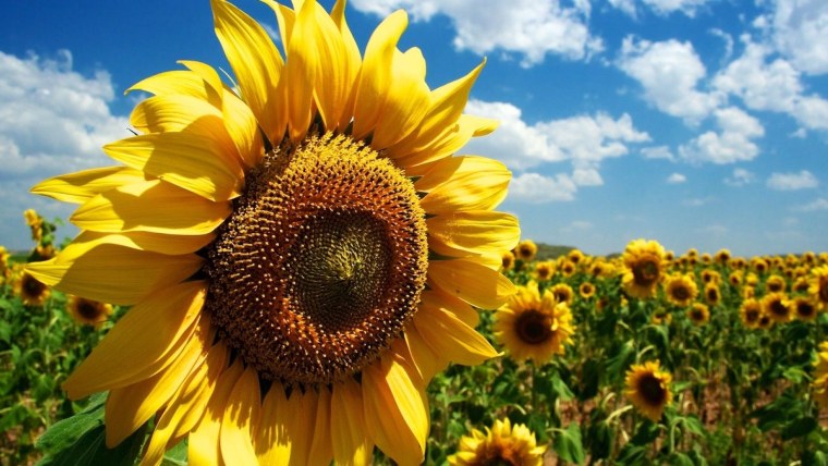 Деревенский пейзаж с подсолнухами