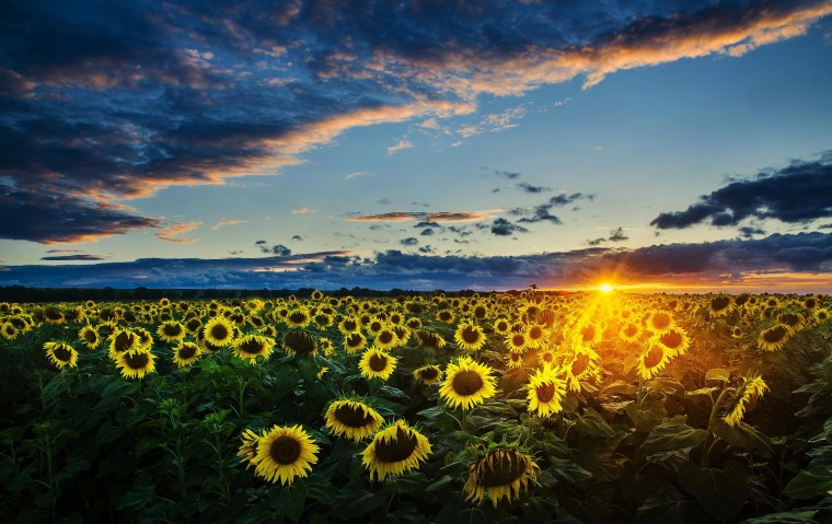 Красивые Подсолнухи