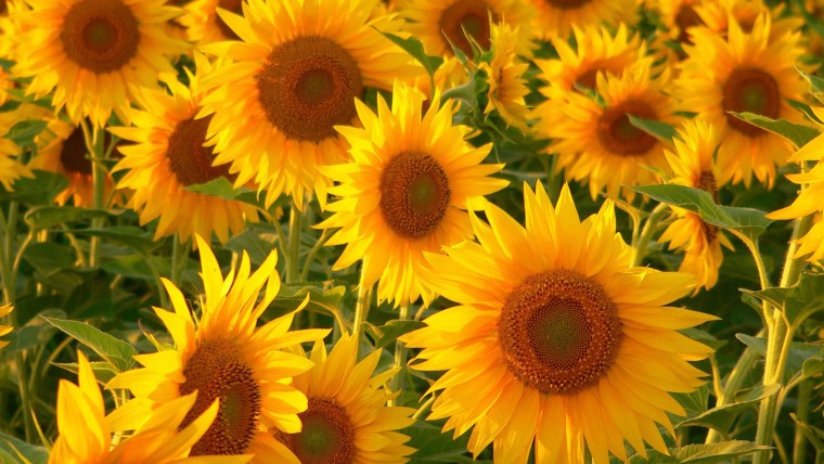 Гелениум осенний