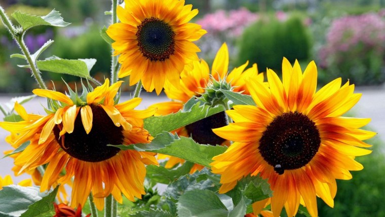 Желтые цветы похожие на подсолнух