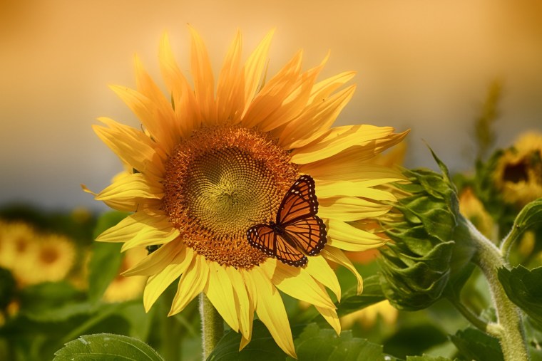 Подсолнух цветок