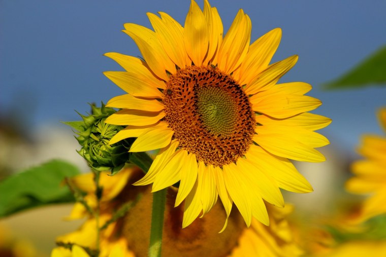 Солнечный подсолнух