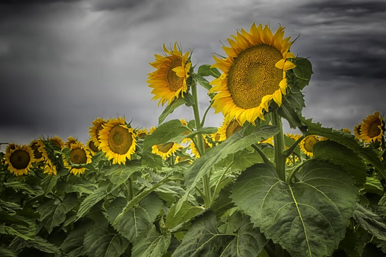 Илиотропион подсолнух