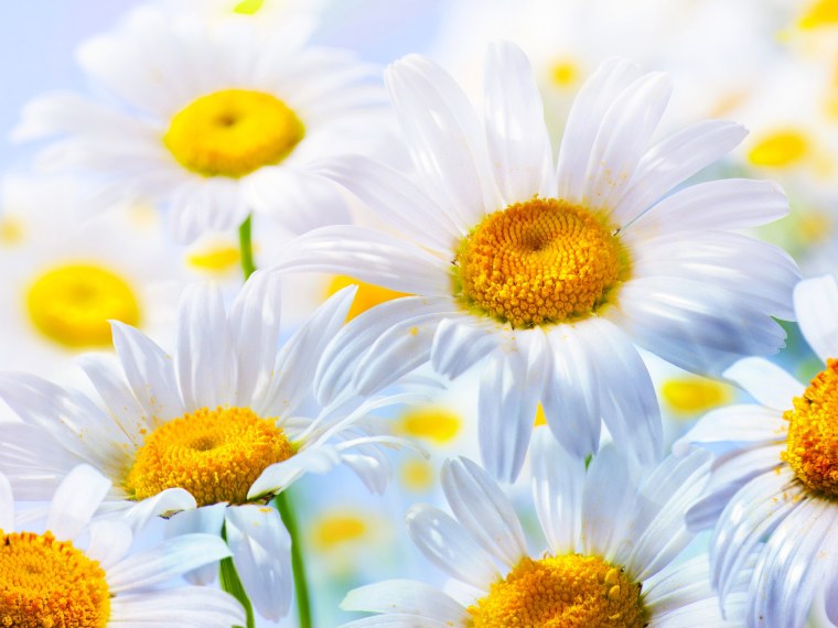 Ромашки картинки красивые