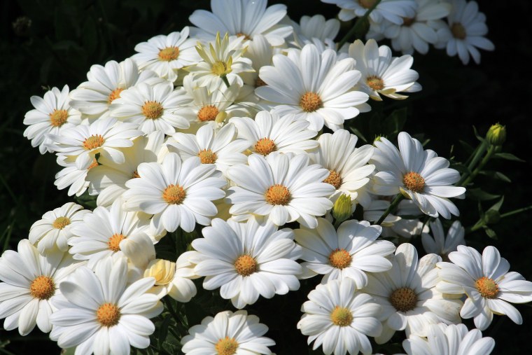 Цветы похожие на ромашки