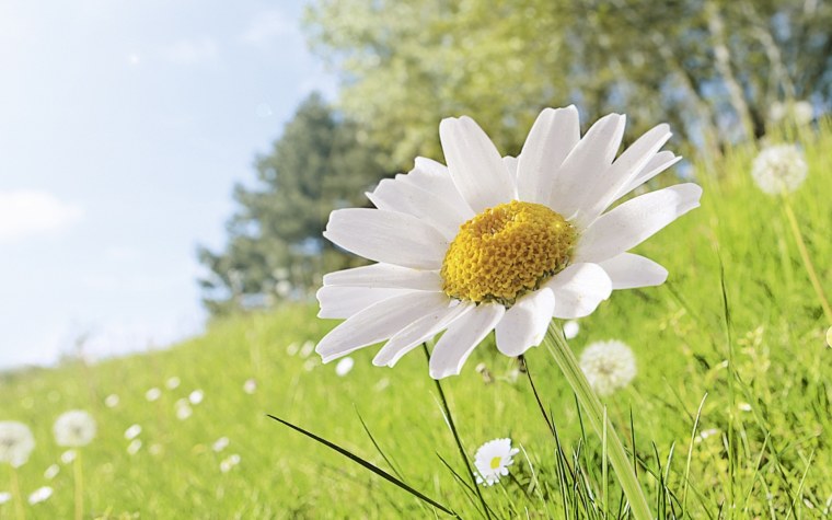 Природа ромашки