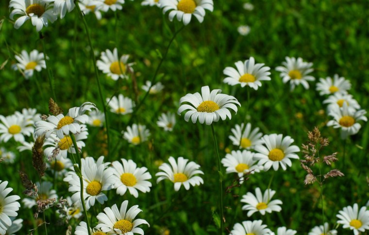 Ромашка цветы