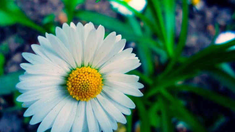 Обои на рабочий стол ромашки