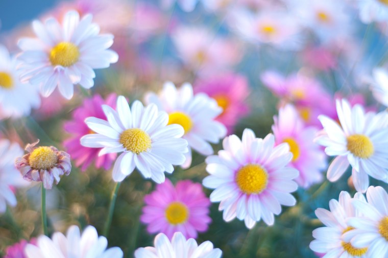 Лето ромашки